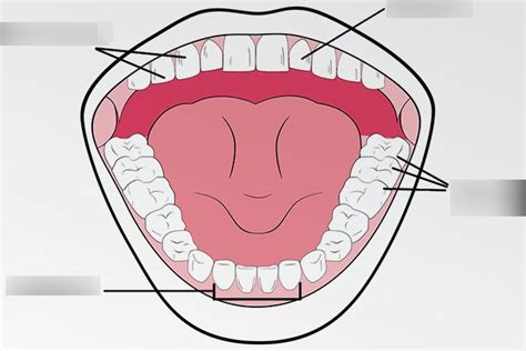 Teeth Labelling Diagram Quizlet