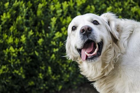 Spotlight On A Working Dog Golden Retriever Alpha Feeds