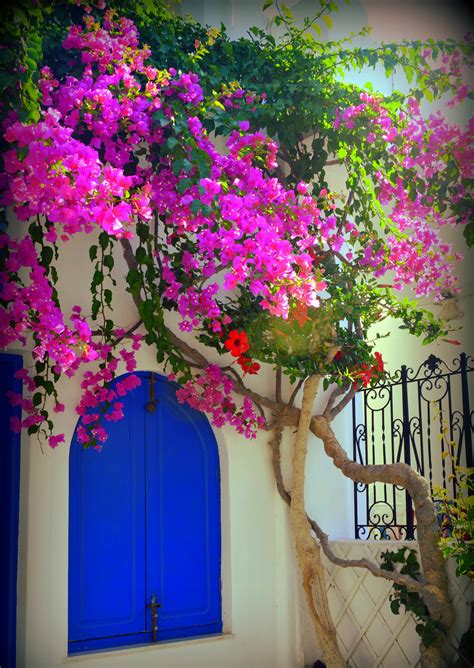 Santorini Greece Blue Window Flowers Frederico Domondon