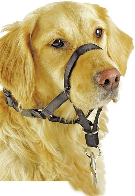 Buy Pawise Dog Head Collar Size 5 At Mighty Ape Nz