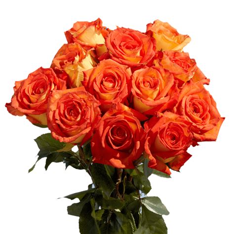 Fresh Cut Orange Roses 20 Pack Of 100 By Inbloom Group