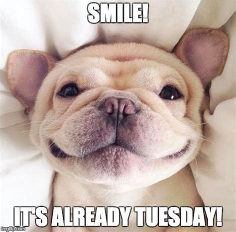 15 Happy Tuesday Memes Best Funny Tuesday Memes Tuesday Humor Dog