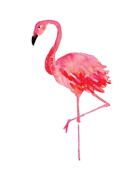 How To Draw Flamingo Flamingo Colorful Drawings