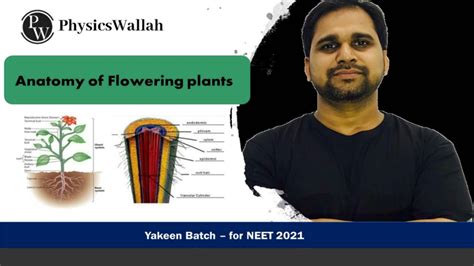 Solution Anatomy Of Flowering Plants Lecture 1 Class Notes Anatomy Of