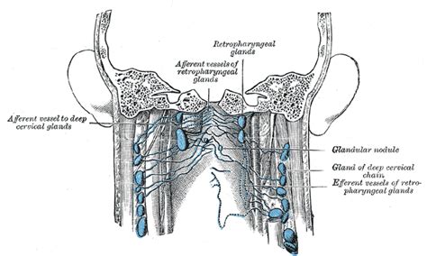 Retropharyngeallymphknoten