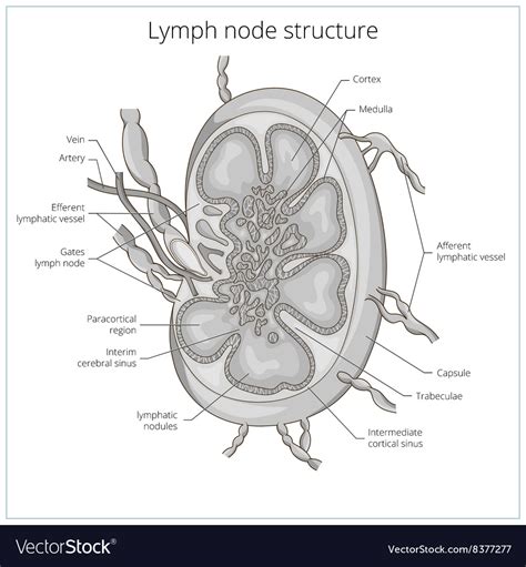 Lymph Node Structure Medical Educational Vector Image