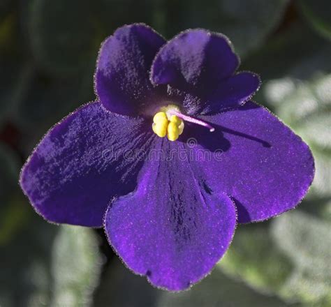 Classic Purple African Violet Flower Macro Stock Photo Image Of