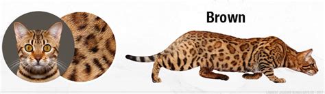 The bengal cat is a truly modern breed. Bengal Cat Colors and Patterns Visual Guide