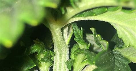 Any Sign Of Sex Yet Also Critique I Have 3 Other Plants Around The Same Stage Of