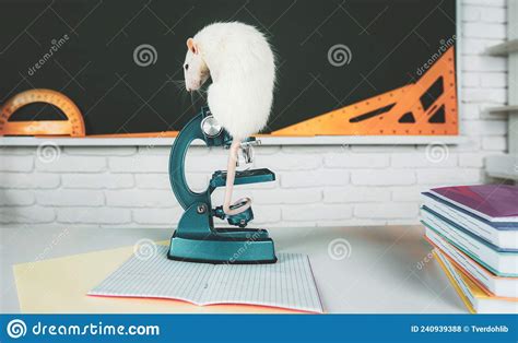 Funny Rat Sit On Microscope Learning Education And Science Concept