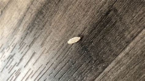Tiny White Bugs In Bedroom