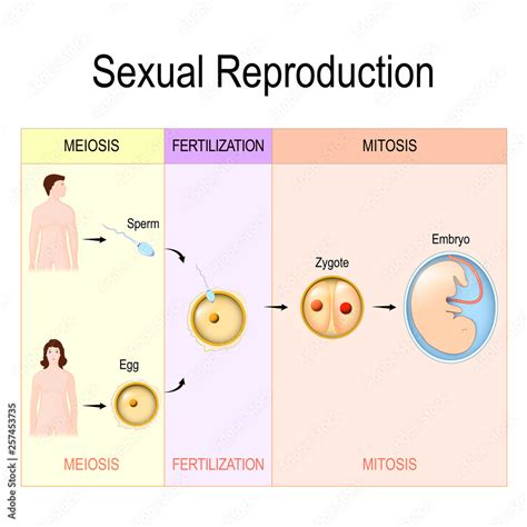 Sexual Reproduction Mitosis Fertilization Meiosis Stock Vector Adobe Stock