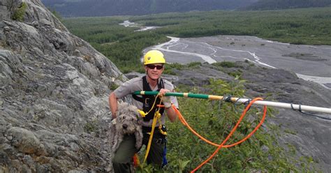 Alaska Ranger Plucks Dog From Cliff Near Glacier Cbs News