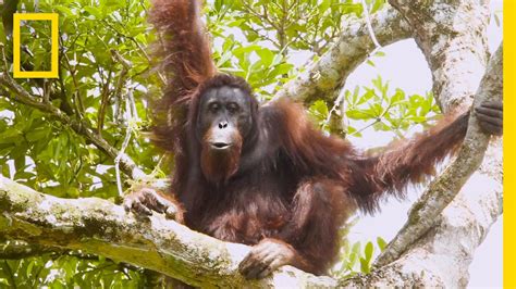 Watch Orangutans Build Umbrellas Kiss Squeak And More National