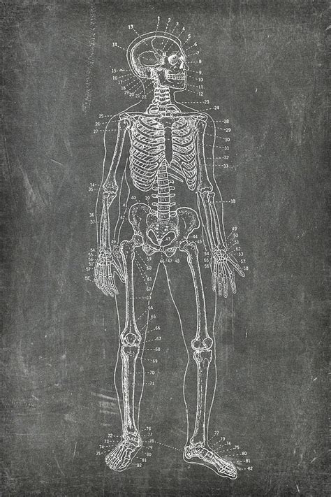 Chalkboard Skeleton Medical Art Digital Art By Renee Hong