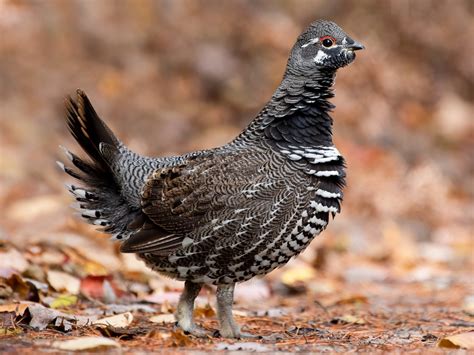 Spruce Grouse Ebird