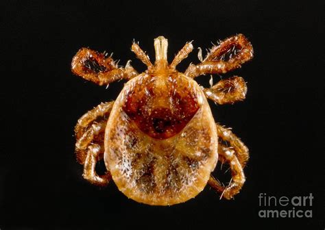 Lone Star Tick Nymph Photograph By Science Source Fine Art America