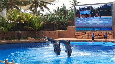 Ushaka Marine World Dolphin Show Youtube