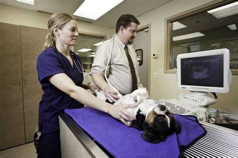How Does The Er Work With My Vet To Help My Pet Animal Emergency