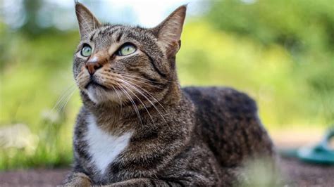 Fascinating Facts About Mackerel Tabby Cats Excited Cats Sexiz Pix