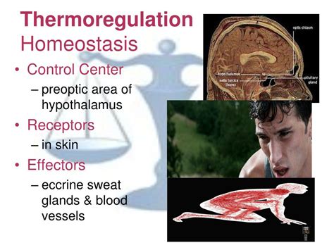 Homeostasis Thermoregulation