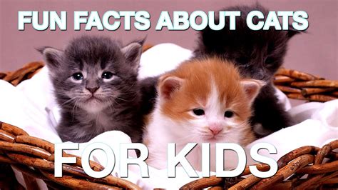 Funny Facts About Cats Cat Choices