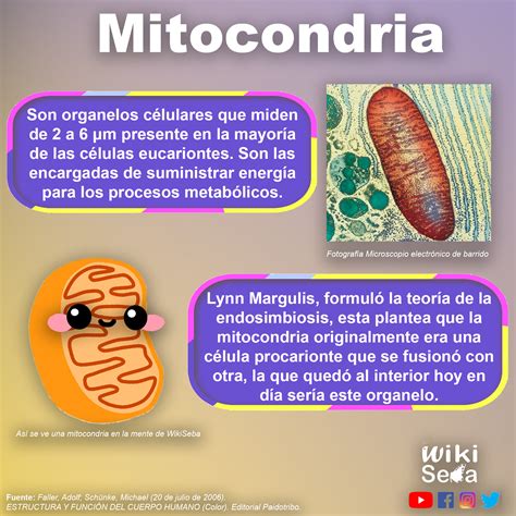 Mitocondria Scenio