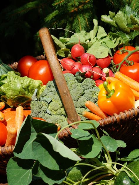 5 Best Vegetables To Grow In Pots