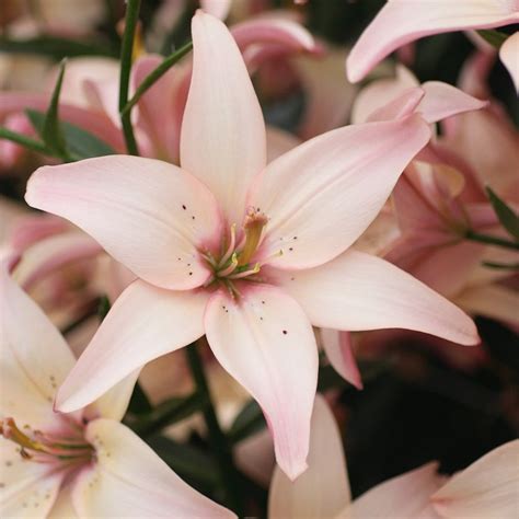 Buy Pollen Free Asiatic Lily Bulb Lilium Easy Waltz £399 Delivery By