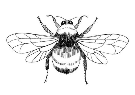 Bumblebee Line Drawing At Getdrawings Free Download