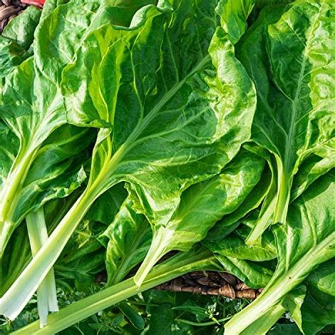 Perpetual Spinach Seeds Swiss Chard 300 Premium Heirloom Spinach