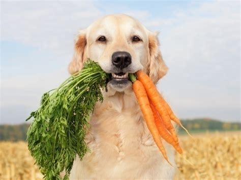 Vegetarian dogs? - SiOWfa12: Science in Our World: Certainty and