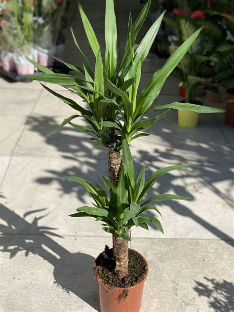 Come piantare il tronchetto della felicità? Yucca "Tronchetto Felicità" - Vivaio Roma Garden