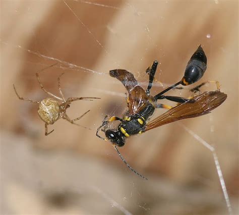 Nature In The Ozarks Spider Versus Mud Dauber