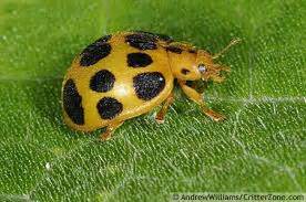 Mexican bean beetles target plants in the legume family, such as lima beans, snap beans, cowpeas, and soybeans. identification - What is this little insect larvae on my ...