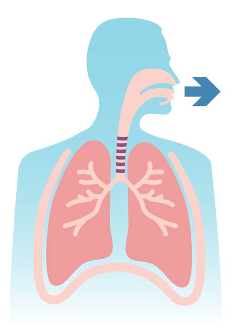 Breathing Illustrations For Your Lungs