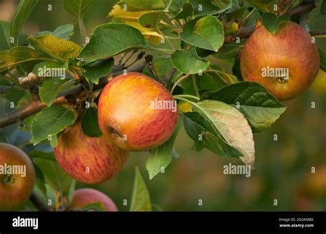Organic Cultivation Of Apples To Be Harvested Stock Photo Alamy