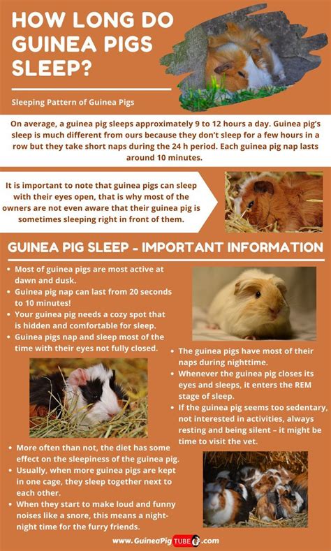 Free Printable Guinea Pig Food Chart