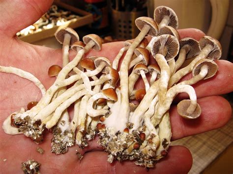 A Growing Push To Loosen Laws Around Psilocybin Treat Mushrooms As