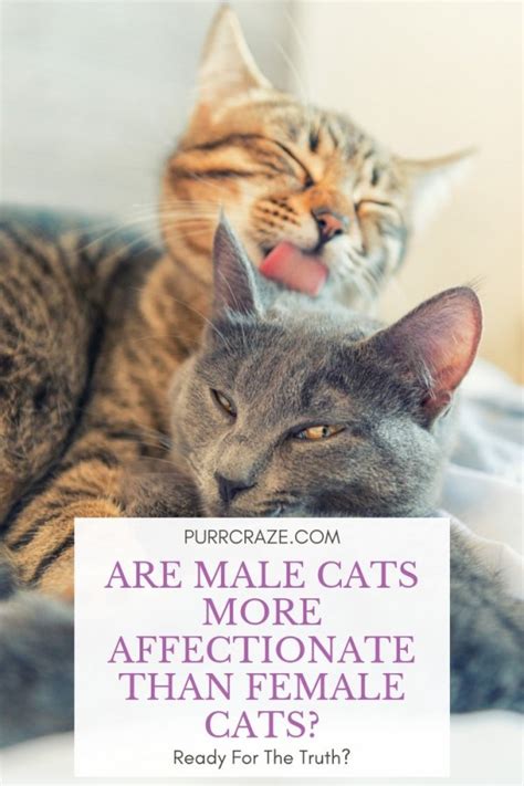 Are Male Cats More Affectionate Than Female Cats Purr Craze