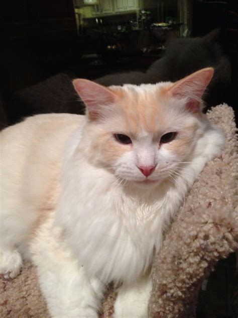 Flame Point Ragdoll Old Cats Cats And Kittens Ragdoll Cats Pet