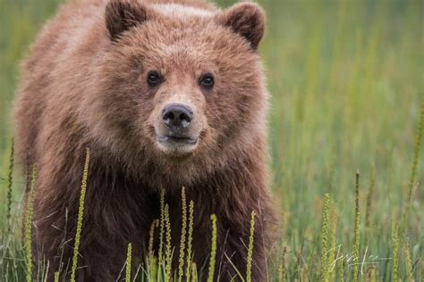 Grizzly Bear Cub Photo 294 Alaska Usa Photos By Jess Lee