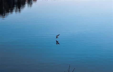 Premium Photo Birds Flying Over Lake