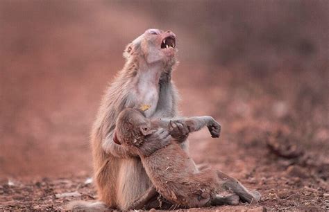 Heartbroken Monkey Clutches Her Child After It Collapsed And It