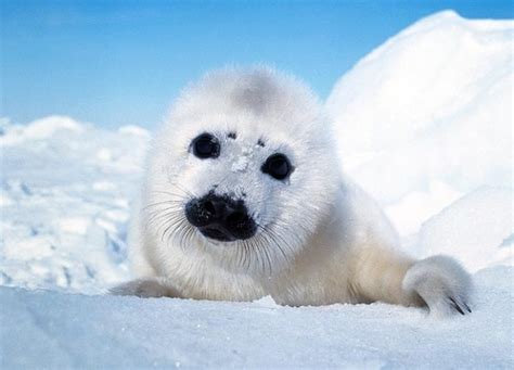 Worlds Top 10 Cutest Animals Amazing Beautiful World