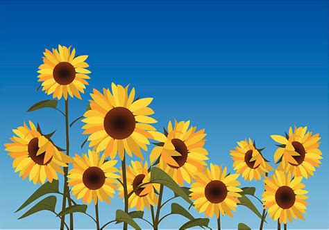 Sunflower Field Clip Art Vector Images And Illustrations Istock
