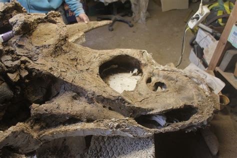 An Exceptional Very Complete Triceratops Skull History Of Science