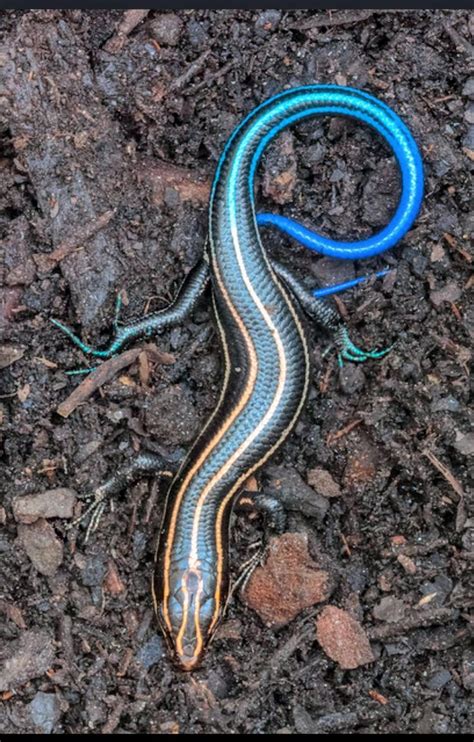 American Five Lined Skink Endemic To North America Cute Reptiles