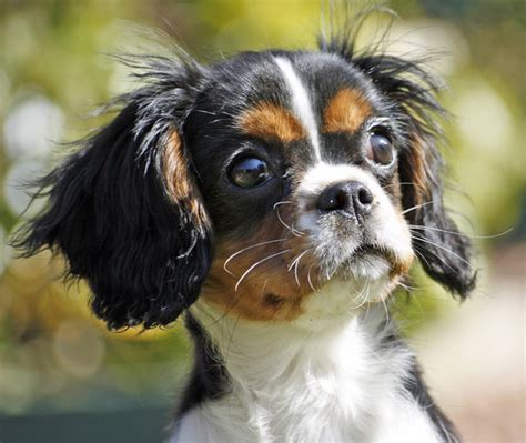 Cute Animals Top 20 Cutest Dog Breeds Amazing Creatures