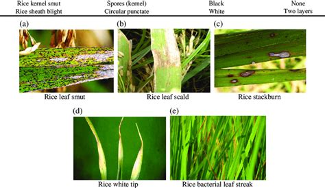 Sample Images Of Rice Leaf Diseases A Rice Leaf Smut B Rice Leaf